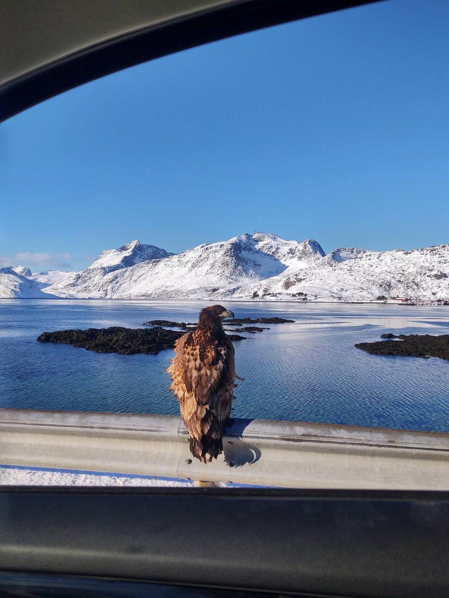 Fredvang Farm House - Lofoten Eksteriør billede